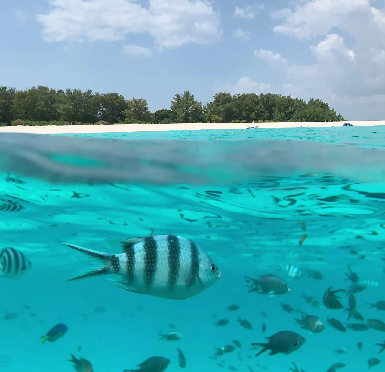 Half-underwater view: striped fish in turquoise water below, a low wooded island with white beach above the waterline