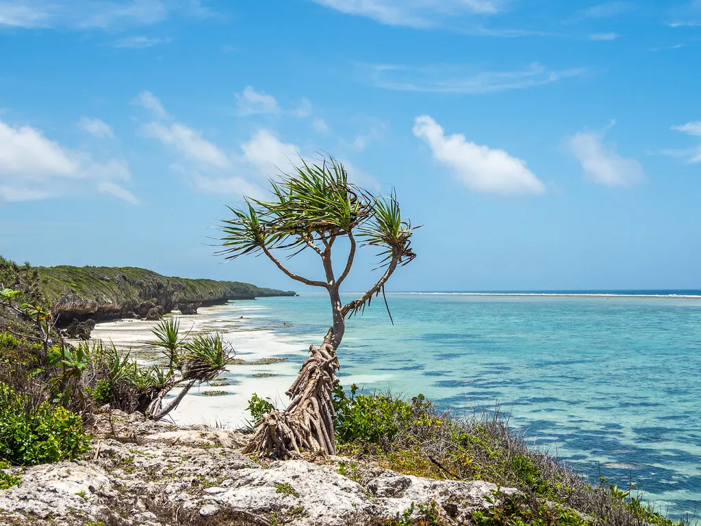 A pandanus tree on rocky coral cliffs above a long white beach and turquoise sea.