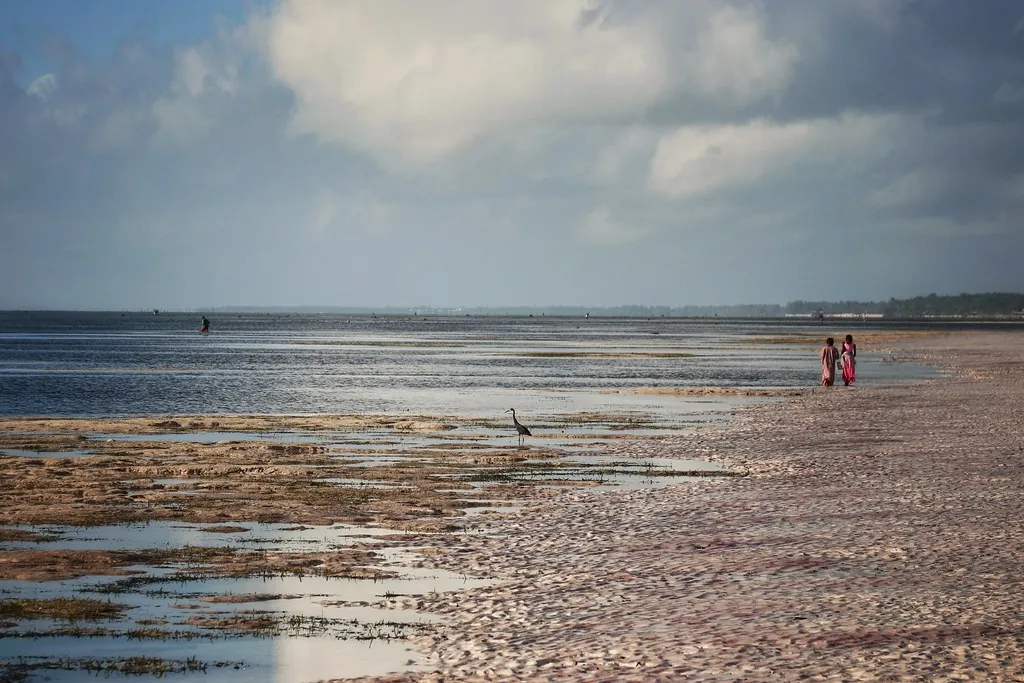 Exposed reef flat and wet sand at low tide with a few people walking far out and a heron in the shallows.