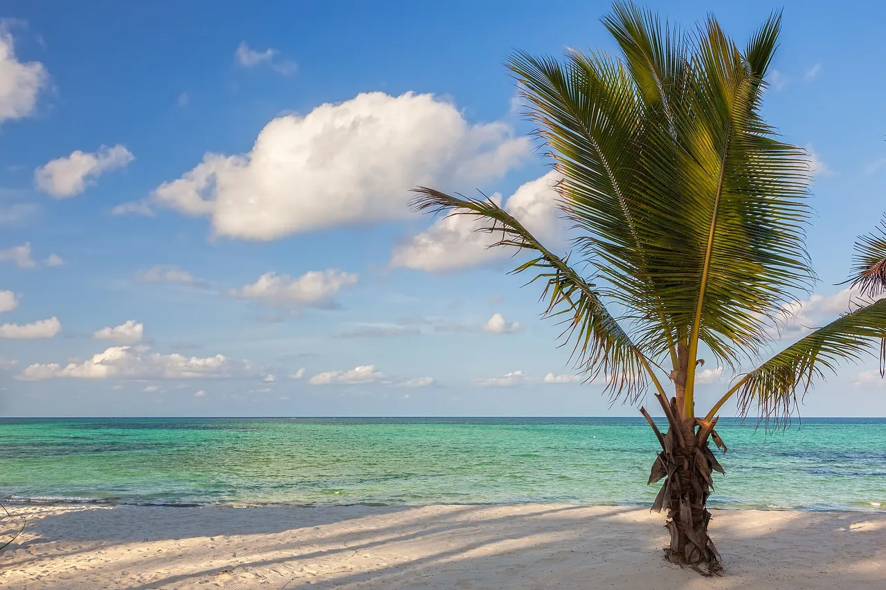 Young palm tree on white sand beside a turquoise sea under a blue sky with clouds