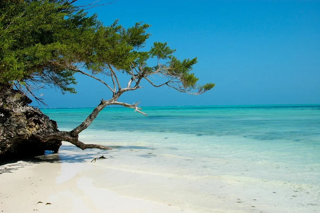 A leaning tree growing from a coral outcrop over white sand and very clear turquoise water