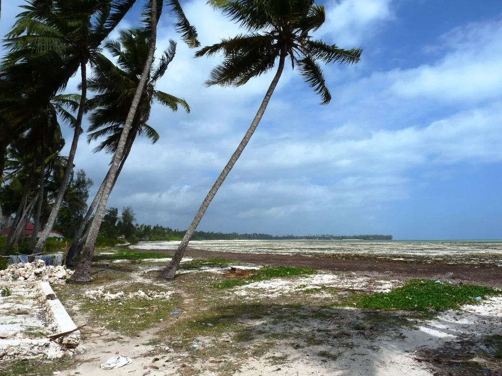 Palms leaning over a shore where the tide has gone out, exposing a broad flat of sand and seaweed