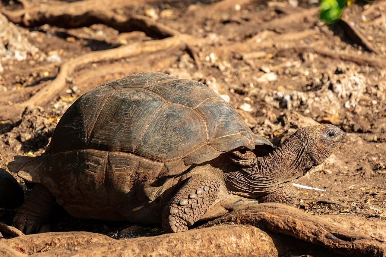 An Aldabra giant tortoise walking across reddish earth and tree roots