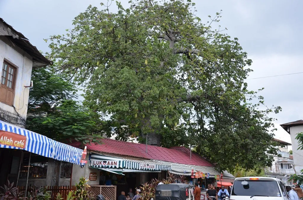 A large baobab tree spreading over a low building with a striped awning bearing the Lukmaan name